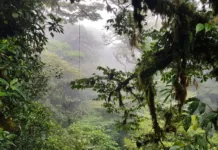 Kosta Rika Hakkında 19 İlginç Bilgi