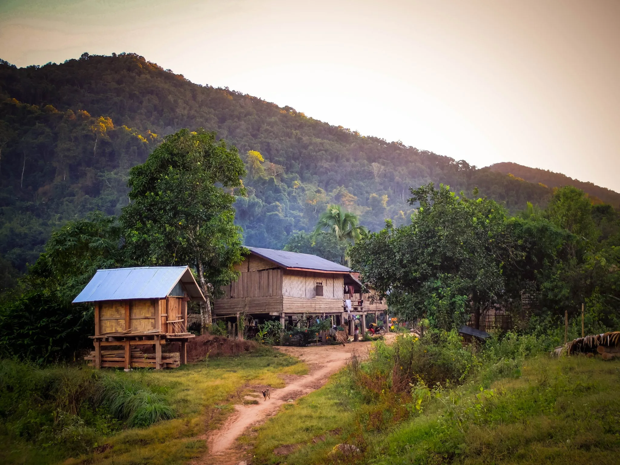 Laotańska dżungla czyli co w trawie piszczy