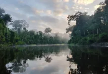 Amazon Yağmur Ormanları – Pacaya Samiria Ulusal Reservi